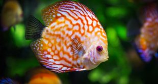 acquario